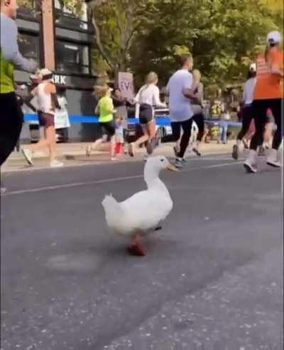 This duck ran the New York Marathon. And look at them shoes!