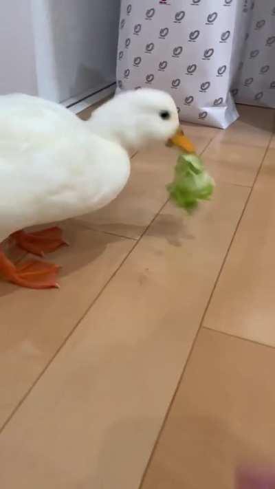 Duck steals unshredded lettuce and runs away