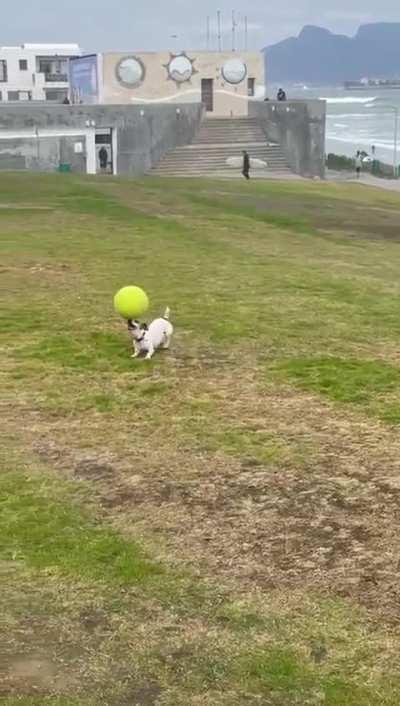 The skills on this pup!