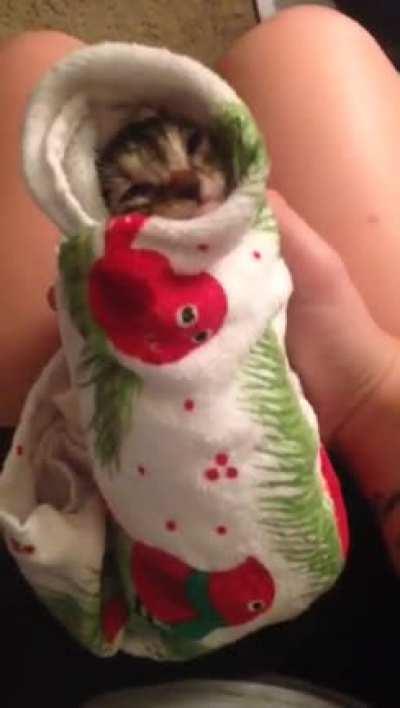 A baby purrito!