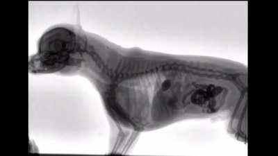 Xray of a dog eating food