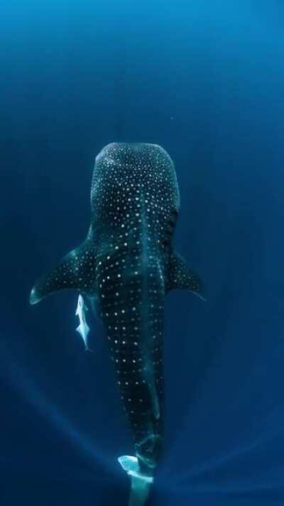 🔥 No wind and crystal blue water makes for an unforgettable moment with the biggest fish in the ocean - The Whale Shark