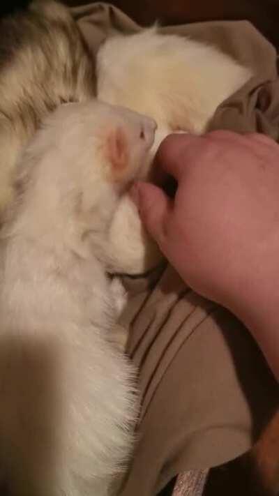 I too, have a ferret drawer.