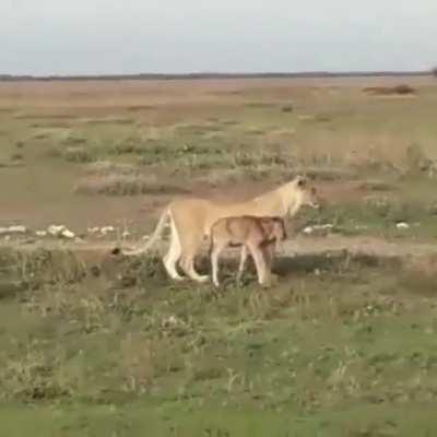 🔥 Lioness mothering baby Gnu