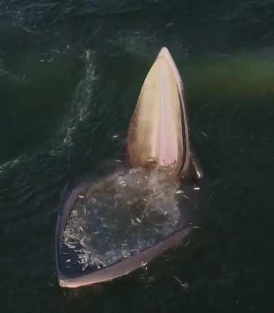 Eden whale trap feeding