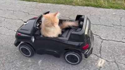 Walk around the neighborhood in your own car. And after that, say that cats do not live like people🤣🤣🤣🤣