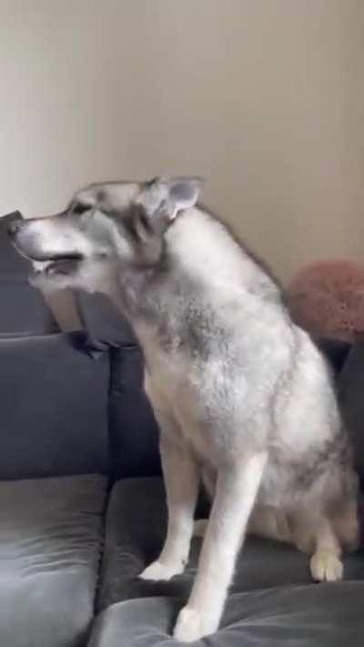 Two Huskies Tantruming Together