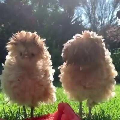 Fluffy Chickens