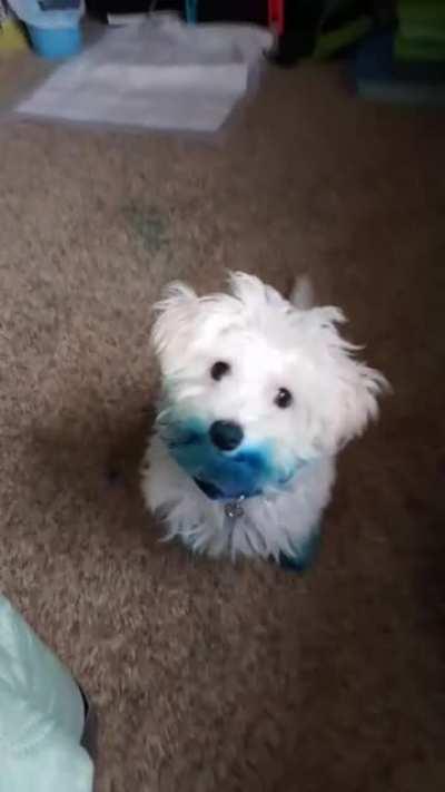 This fella got his paws on some blue food coloring :)