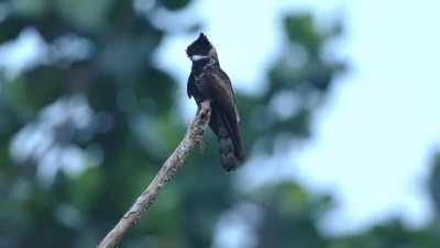 🔥 The Eared Nightjar bird perched on a branch, looking like a little feathered dragon.