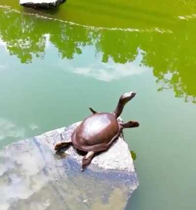 🔥 A turtle giving a good stretch before paddling about in the pond 🔥