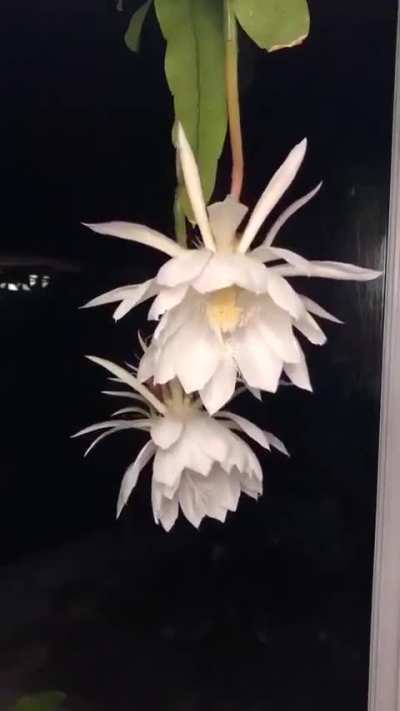 The Queen of Night flower blooms for just one night a year