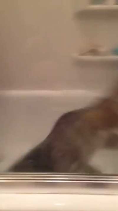 Cat fiGhTInG fOr HiS LifE tO EsCaPE ScAlDInG hOt WatER