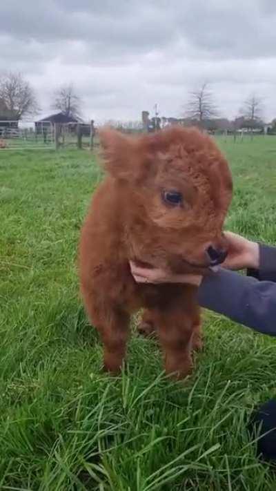 baby moo