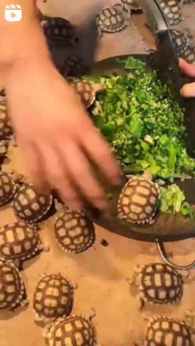 Feeding baby tortoises.