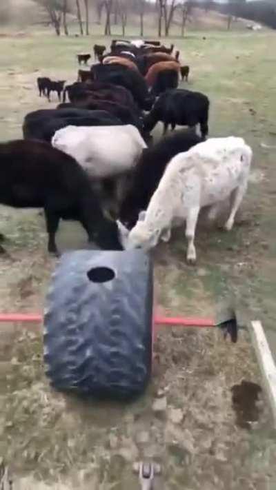 Meals in wheels for cattle