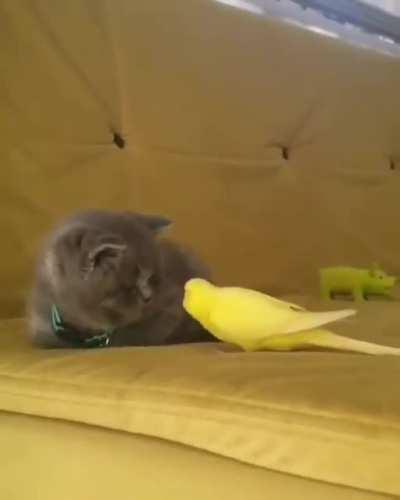 Cat vs bird