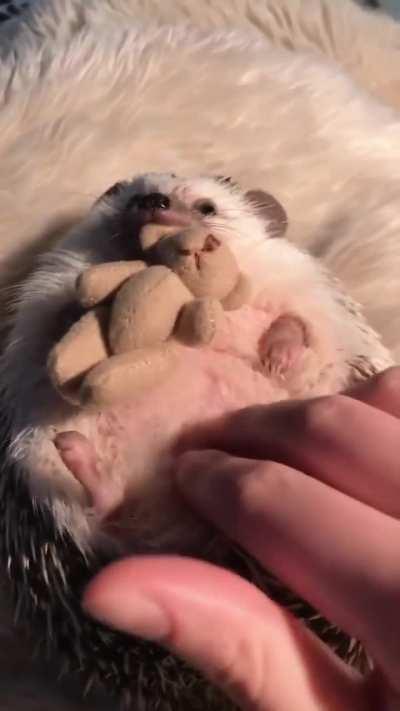 My hedgehog absolutely loves it's teddy bear