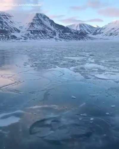 Swimming in frozen water like a boss