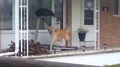 When it's raining outside but you need your walk.