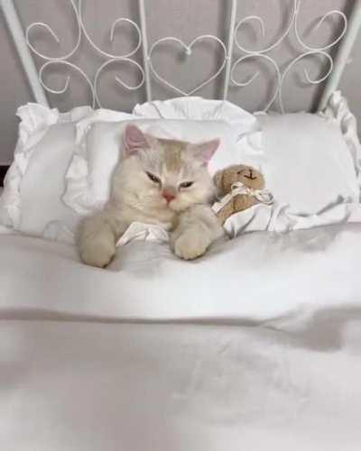 this cat has their own bed, so sweet