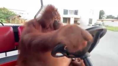 An Orangutan driving a golf cart.