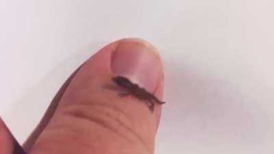 Haragua lizard - WORLD'S SMALLEST Known Reptile