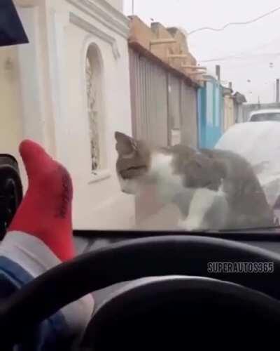 WCGW - Shoo, go away cat.