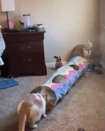 Cat ambushes his unsuspecting buddy