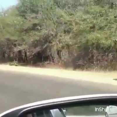 🔥 Impalas escaping from cheetah