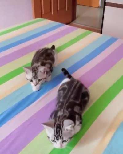 Very cute kittens in sync