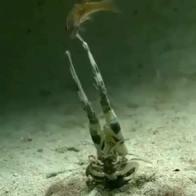 Mantis Shrimp doing its thing!