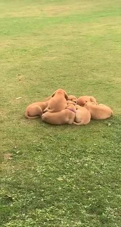 To join the group cuddle