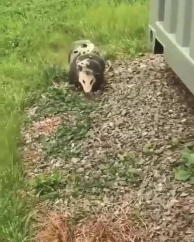 🔥 Opossum mom carrying her babies