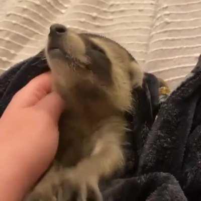 Racoon gets ear scritches