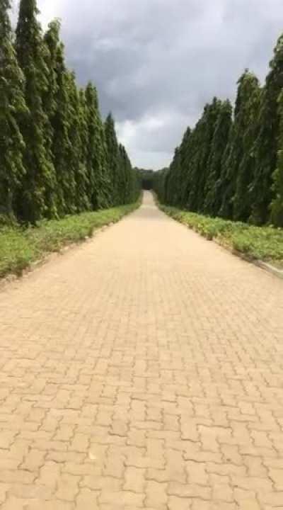 Sri Lanka has the longest human-made tree street in the world, and it is 1.8 km. Created in 2013. Situated at Dry Zone Botanic Gardens Mirijjawila, Sri Lanka.