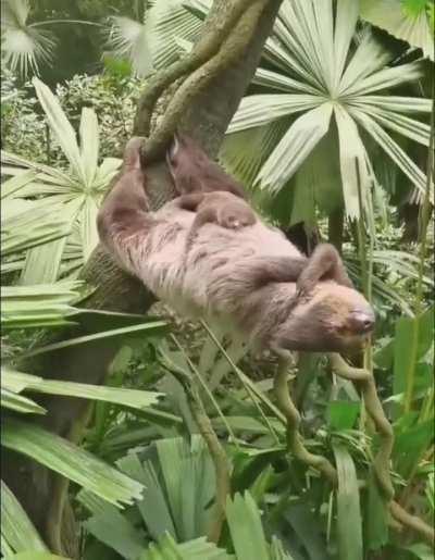 The Core and Leg Strength of This Sloth to sleep in this position