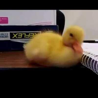 Little Duckling falling asleep