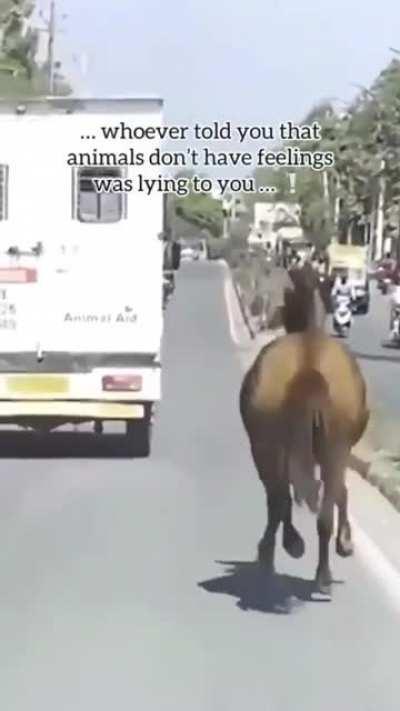 A horse followed an ambulance,