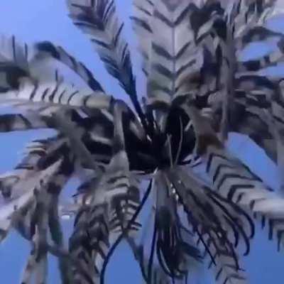 🔥 The Swimming Feather Star