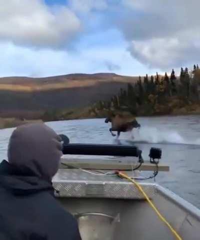 A moose running on water