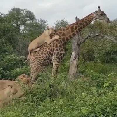 🔥 This giraffe walking around with lions attached to it