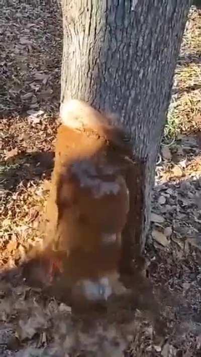 Water stuck inside the tree