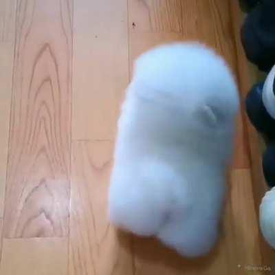 A walking cotton ball