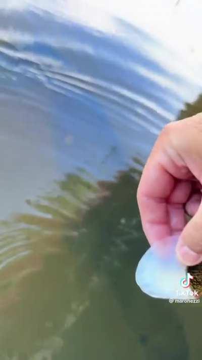 Pulling a lose scale from a giant fish °o° : r/interestingasfuck