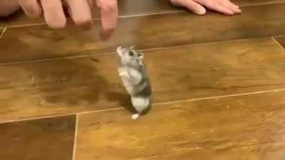 Walking hamster