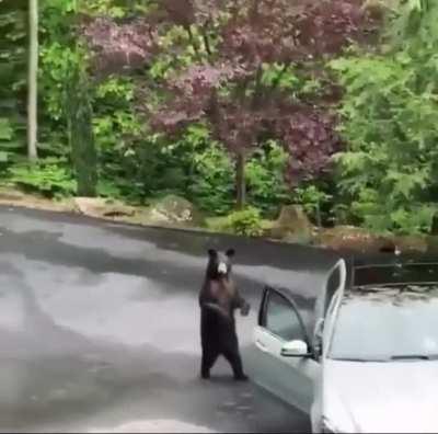 If a bear ever touch your car do this