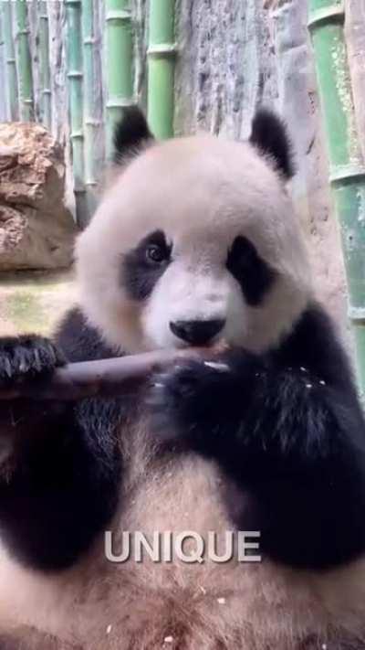 Giant pandas are the only bears with grasping paws! Instead of opposable thumbs, an elongated wrist bone acts as a sixth finger to let them hold bamboo more easily.