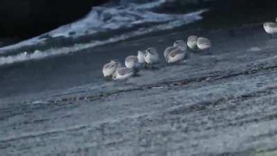 Sand pipers avoiding the waves and going back to feed quickly..