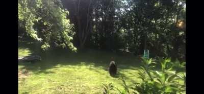 Bear meets larger bear and flees